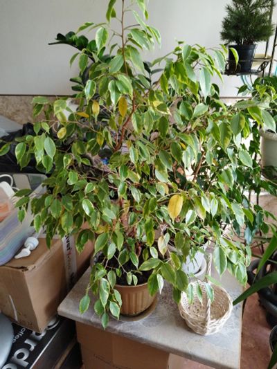 Лот: 25850207. Фото: 1. фикус. Горшечные растения и комнатные цветы