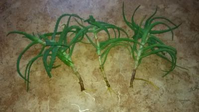 Лот: 9541962. Фото: 1. Три густых отростка алоэ, отдаю... Горшечные растения и комнатные цветы