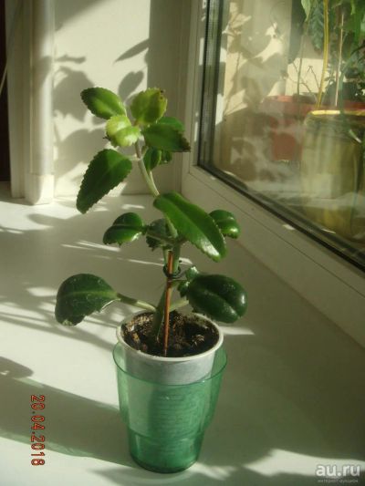 Лот: 7331275. Фото: 1. Каланхое (молодое растение). Горшечные растения и комнатные цветы