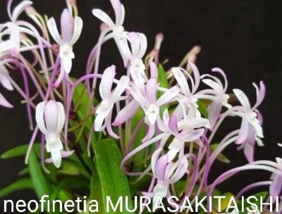 Лот: 20536751. Фото: 1. Японские орхидеи neofinetia falcata. Горшечные растения и комнатные цветы