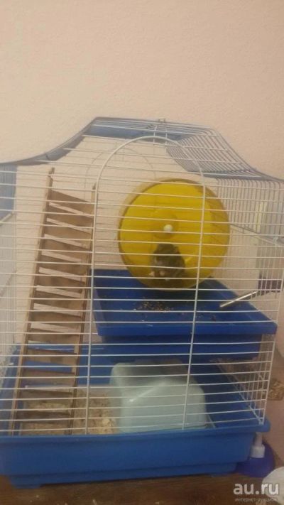 Лот: 8163747. Фото: 1. продам джунгарского хомячка, с... Остальные животные