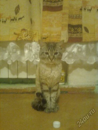 Лот: 5606852. Фото: 1. Дарим супер кота мышелова. Кошки, котята