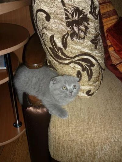 Лот: 1096815. Фото: 1. Вислоухие котята. Остальные животные