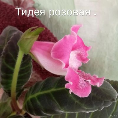 Лот: 13673769. Фото: 1. Глоксиния Тидея розовая ХХL -... Горшечные растения и комнатные цветы