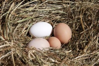 Лот: 2787598. Фото: 1. Яйцо домашнее свежее, цена за... Мясо, птица, яйцо