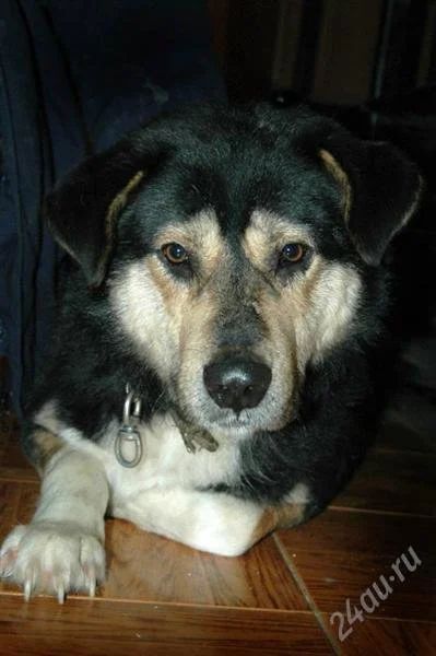 Лот: 2458211. Фото: 1. молодой,здоровый пес, бесплатно... Собаки, щенки