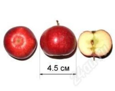 Лот: 1932238. Фото: 1. Саженцы ранеток (сибирских яблок... Другое (семена, рассада, садовые растения)