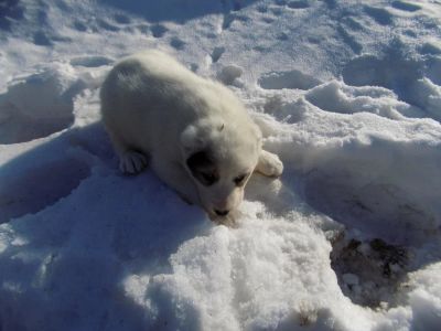 Лот: 9368549. Фото: 1. щенки САО (алабай). Собаки, щенки