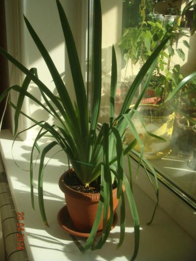 Лот: 7176206. Фото: 1. Беламканда китайская (с горшком... Садовые цветы