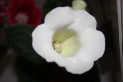 Лот: 4260950. Фото: 1. Глоксиния белая простая 5 (зацветает... Горшечные растения и комнатные цветы