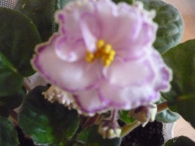 Лот: 2633624. Фото: 1. Фиалка розовая с сиреневым краем. Горшечные растения и комнатные цветы