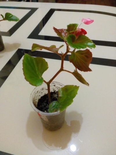 Лот: 8053720. Фото: 1. Бегония вечноцветущая. Отличное... Горшечные растения и комнатные цветы