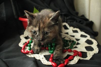 Лот: 4071103. Фото: 1. Курильский бобтейл девочка. Кошки, котята