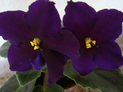 Лот: 4285850. Фото: 1. Фиалка Taboo лист. Горшечные растения и комнатные цветы