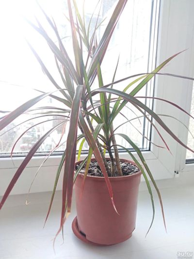 Лот: 16764814. Фото: 1. Драцена комнатное растение. Горшечные растения и комнатные цветы