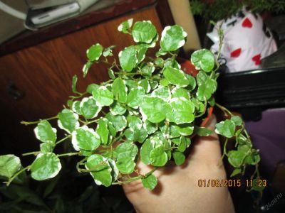 Лот: 5651049. Фото: 1. Фикус ампельный. Горшечные растения и комнатные цветы