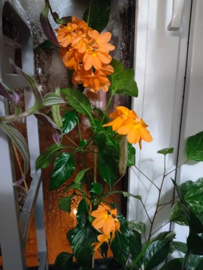 Лот: 21214957. Фото: 1. Кроссандра оранжевая. Горшечные растения и комнатные цветы