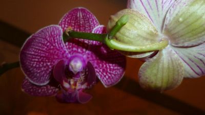 Лот: 5706416. Фото: 1. Орхидея фаленопсис F58(отцвела... Горшечные растения и комнатные цветы