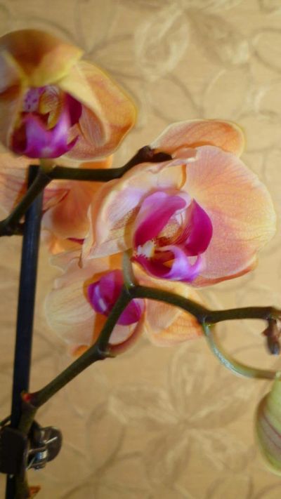 Лот: 4520111. Фото: 1. орхидея фаленопсис Е6. Горшечные растения и комнатные цветы
