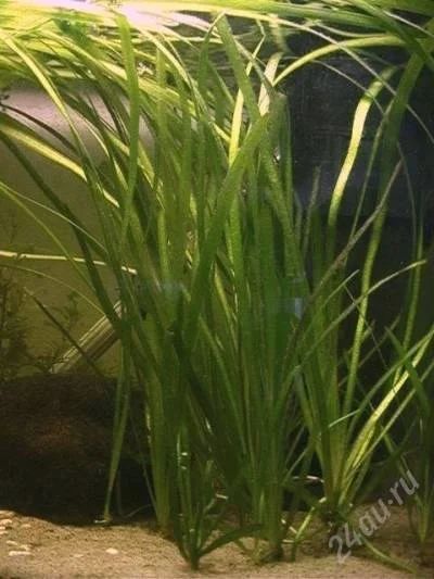 Лот: 2238056. Фото: 1. Валлиснерия. Водные растения