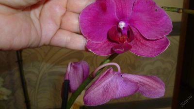 Лот: 5706541. Фото: 1. Орхидея фаленопсис F59(отцвела... Горшечные растения и комнатные цветы