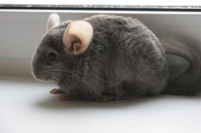 Лот: 3104855. Фото: 1. шиншилла пастель мальчик. Другое (животные и уход)