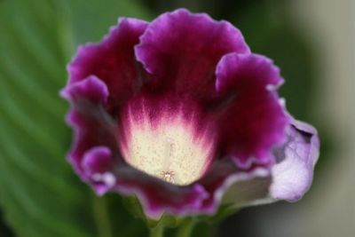 Лот: 3123519. Фото: 1. Глоксиния 9. Горшечные растения и комнатные цветы