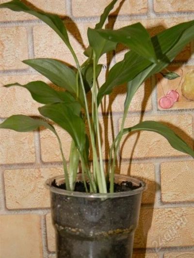 Лот: 2060075. Фото: 1. спатифиллумы-малыши 2 штуки в... Горшечные растения и комнатные цветы