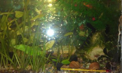 Лот: 3905644. Фото: 1. аквариум с рыбками. Аквариумы, террариумы