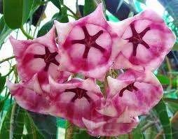Лот: 9018734. Фото: 1. Хойя Hoya Archboldiana Pink Flower... Горшечные растения и комнатные цветы