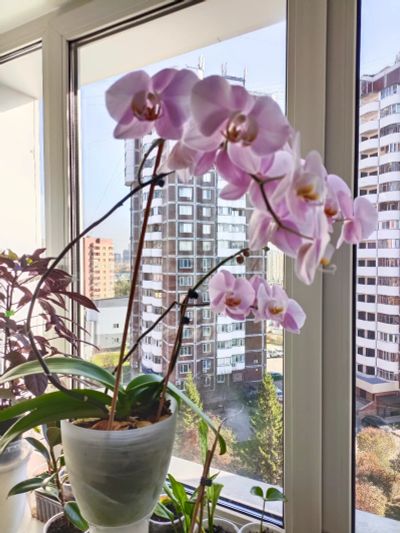 Лот: 24764259. Фото: 1. Орхидея взрослое растение, начинает... Горшечные растения и комнатные цветы