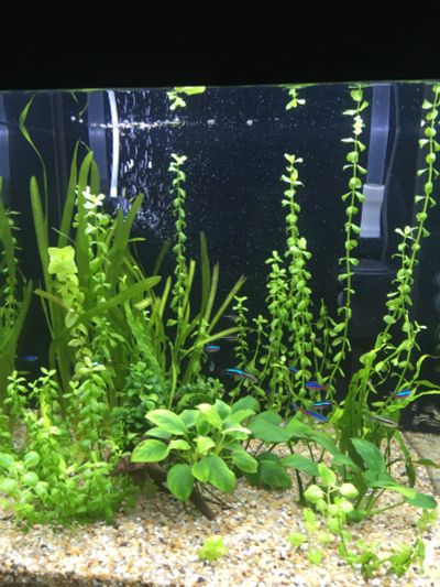 Лот: 10983313. Фото: 1. Светодиоды в подсветку аквариума. Оборудование