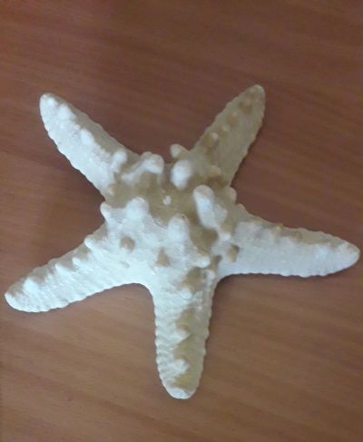 Лот: 19531651. Фото: 1. Морская звезда крупная. Грунты, украшения, наполнения