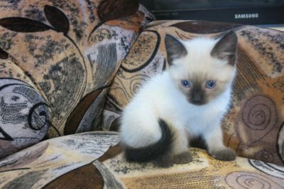 Лот: 4030385. Фото: 1. Замечательные котята. Кошки, котята