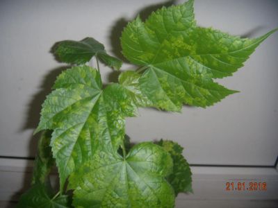 Лот: 6378432. Фото: 1. Абутилон мозаика 7. Горшечные растения и комнатные цветы