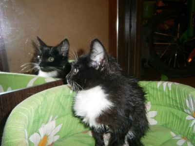 Лот: 3254701. Фото: 1. Подарю котенка!. Кошки, котята