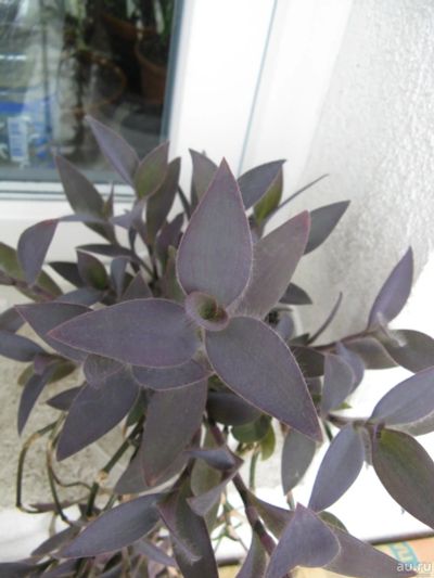 Лот: 16322306. Фото: 1. Традесканция фиолетовая. Черенок... Горшечные растения и комнатные цветы