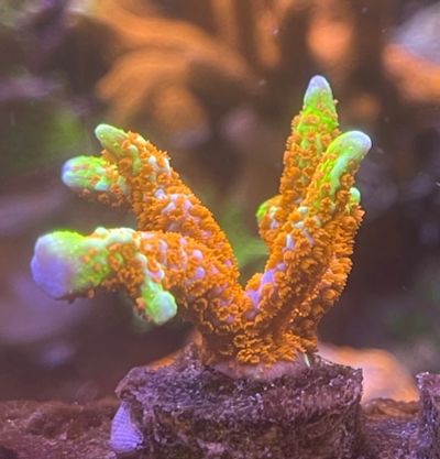 Лот: 20513423. Фото: 1. Монтипора БаблГам (фаерфорест... Моллюски, ракообразные, кораллы