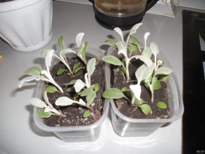 Лот: 13741349. Фото: 1. Цинерария,цена за 2 плошки по... Садовые цветы