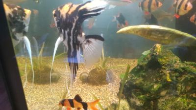 Лот: 14415505. Фото: 1. Скалярии. Рыбки