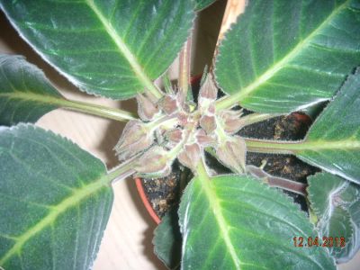 Лот: 7330411. Фото: 1. Глоксиния с бутонами махровая... Горшечные растения и комнатные цветы