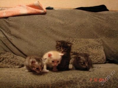 Лот: 1405719. Фото: 1. котята. Кошки, котята