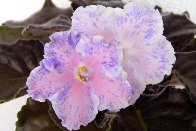 Лот: 548867. Фото: 1. Лист фиалки РС-Майские грозы с... Горшечные растения и комнатные цветы