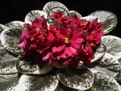 Лот: 4952765. Фото: 1. Фиалка ЛЕ-Король Артур, лист. Горшечные растения и комнатные цветы