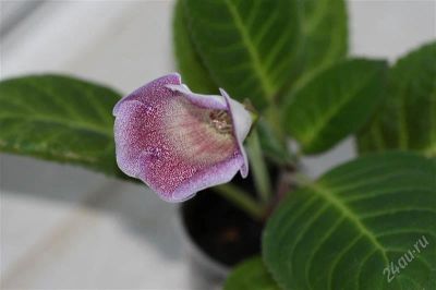 Лот: 2941056. Фото: 1. Глоксиния 26 (цветет). Горшечные растения и комнатные цветы