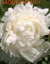 Лот: 825139. Фото: 1. Пион. Другое (семена, рассада, садовые растения)