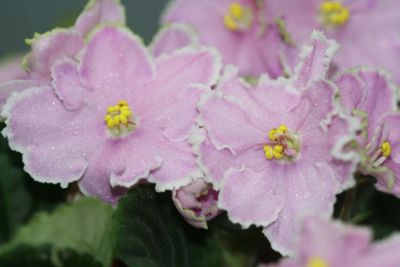 Лот: 4213470. Фото: 1. Фиалка 3 (детка). Горшечные растения и комнатные цветы