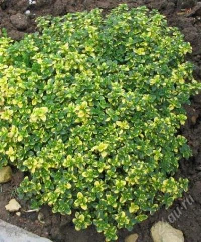 Лот: 1073039. Фото: 1. Тимьян лимонный - красиво и полезно. Другое (семена, рассада, садовые растения)