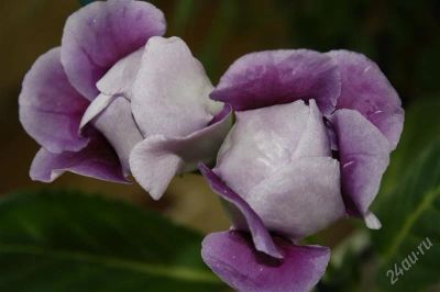 Лот: 2889199. Фото: 1. Глоксиния 33 (цветущее растение... Горшечные растения и комнатные цветы