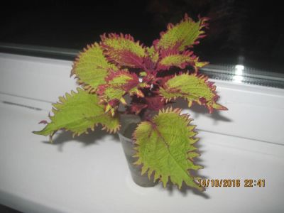 Лот: 8364358. Фото: 1. Укорененные черенки Колеусов... Горшечные растения и комнатные цветы